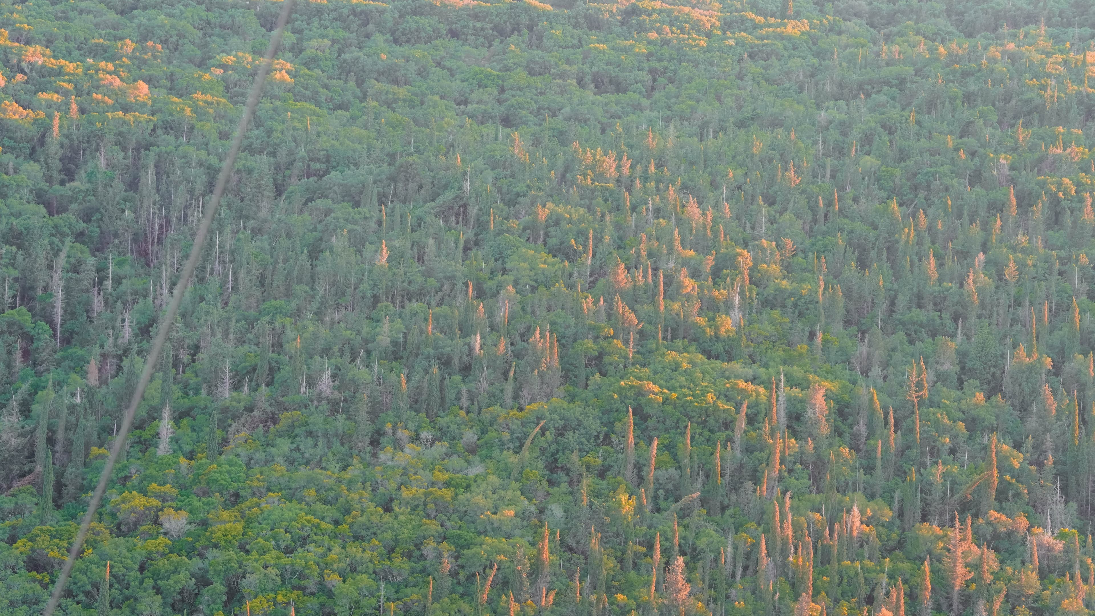 Aerial view of a forest with a dirt road cutting through golden-lit treetops
