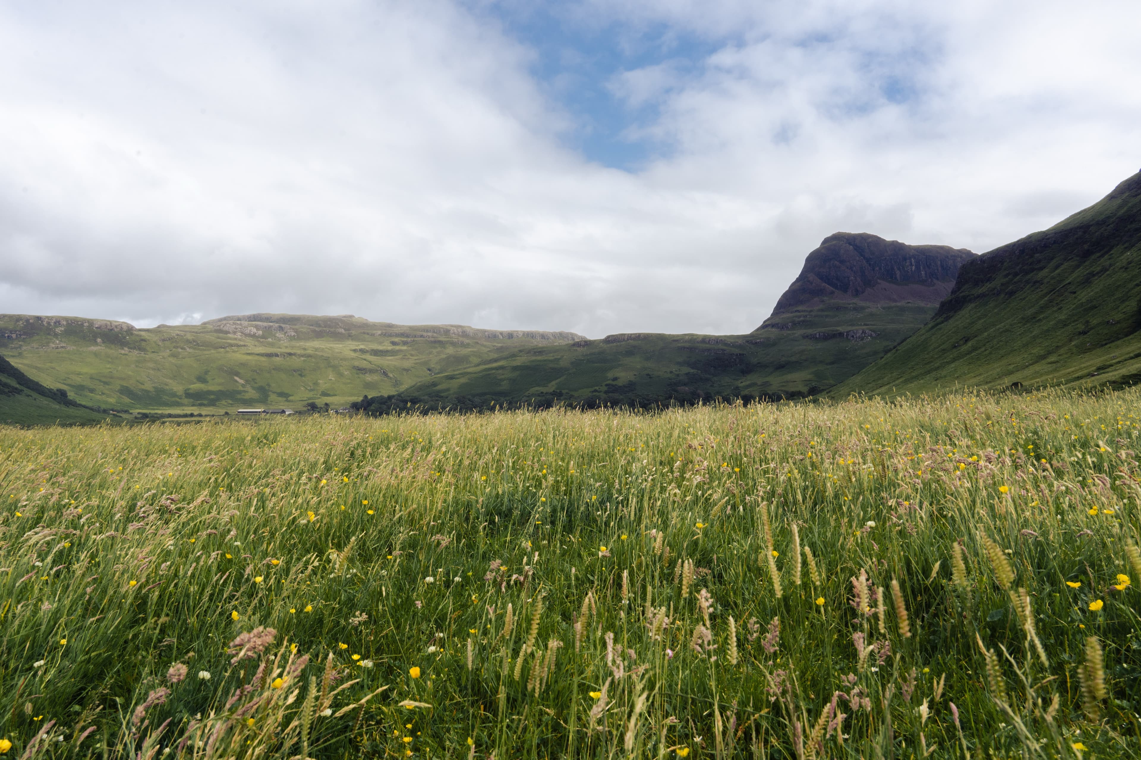 Wildflower meadow with green hills and a distinctive rocky peak in the distance, Skye, Scotland